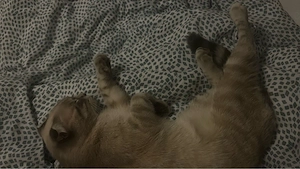 6 Monate alter Kater 