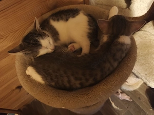 Süße Katzenbabys in gute Hände abzugeben 