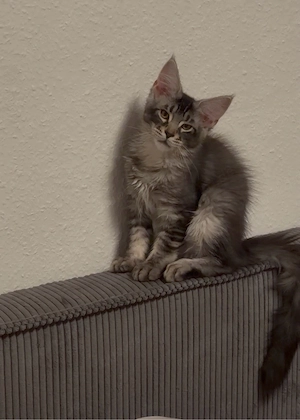 Maine Coon Kater 