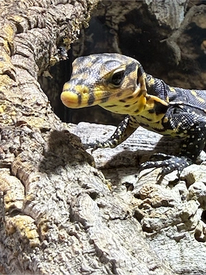 Varanus Cumingi CB 26 