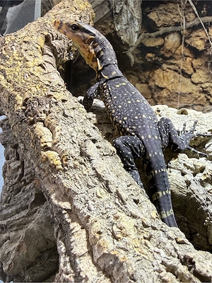 Varanus Cumingi CB 07 26