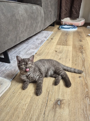 BKH kitten ab sofort abgabebereit 