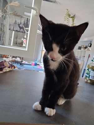 3 Katzenbabies zu verkaufen