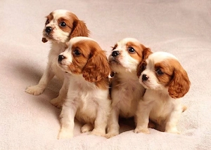 Cavalier king charles Spaniel welpen