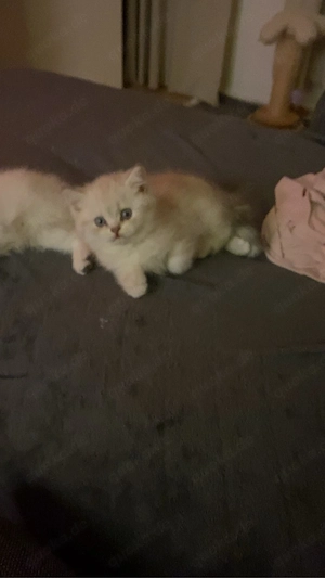 Hauskatzen         British  