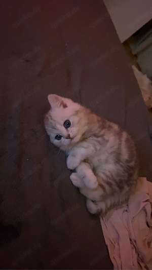 Hauskatzen 
