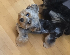 Simba sucht ein neues zuhause   