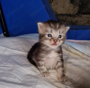 3 reinrassige Main Coon kitten 