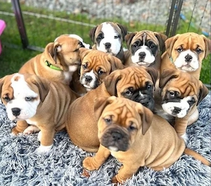 Englische Bulldogge Welpen