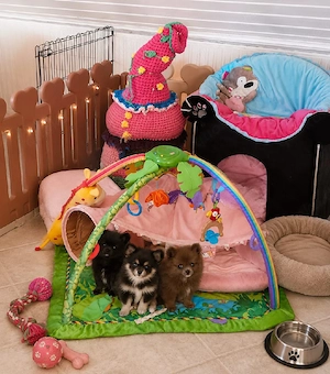 Chihuahua 