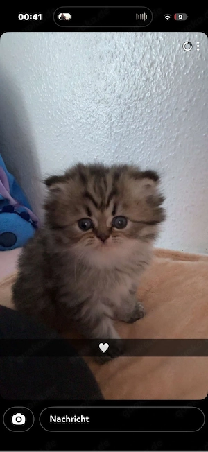 3 chinchilla heilige birma kitten