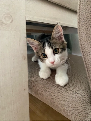 babykatze weiblich 13 wochen alt 