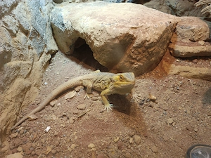 Männliche Bartagame 