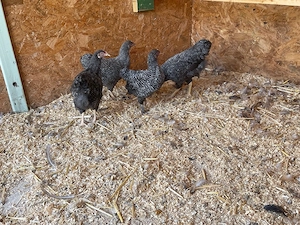 Hennen und Hahn Plymouth Rock Mai 2026