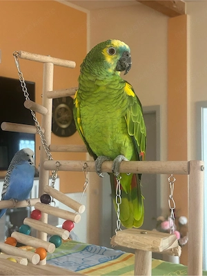 Blaustirnamazonen