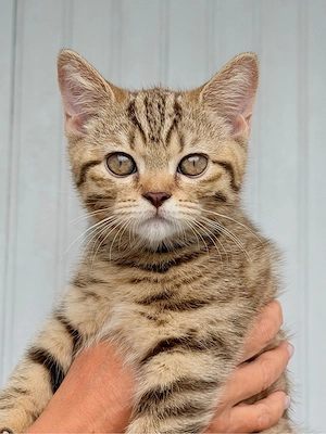 Britisch Kurzhaar Mädchen in seltener Golden Tabby Farbe sucht ein liebevolles Zuhause