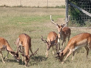 Damhirsch Damwild 