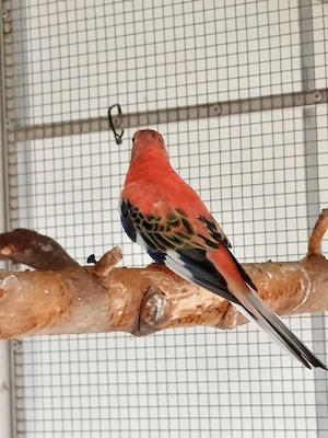 Bourkesittiche 