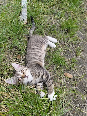Kalifornische Katzen 