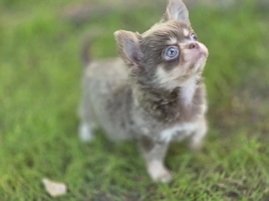 chihuahua welpen 
