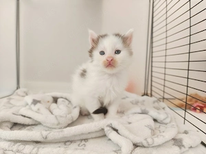 Maine coon kitten 