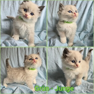 Süße Ragdoll Kitten