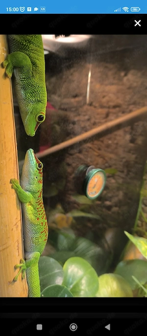 Madagaskar Gecko Baby zu verschenken 