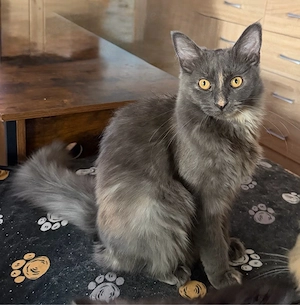 sehr verschmuste Maine Coon Torti Mädchen