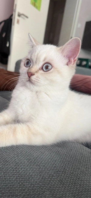 Bkh blue point und schwarzer Kater zu verkaufen 