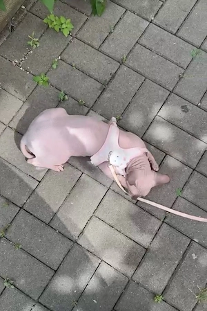 Don Sphynx Kater sucht ein liebevolles Zuhause