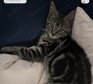       Letztes Maine-Coon-Mix, Mädchen, 3 Monaten alt, verschmust & stubenrein