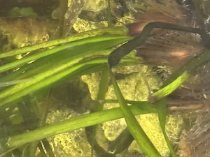 Seegras für Meerwasseraquarien sehr schöne starke Büschel 2 Stück