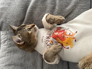 Liebevoller kater sucht sein zu hause für immer