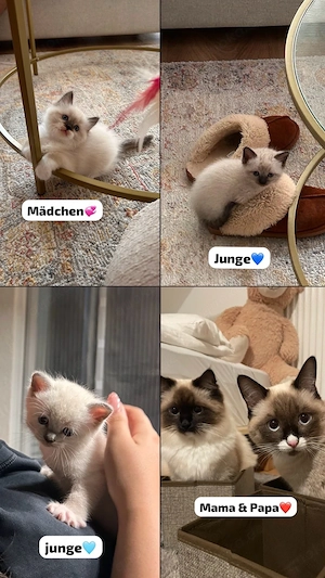 Ragdoll Kitten zum Reservieren