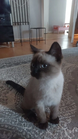 bkh point kater