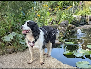 Hund dringend