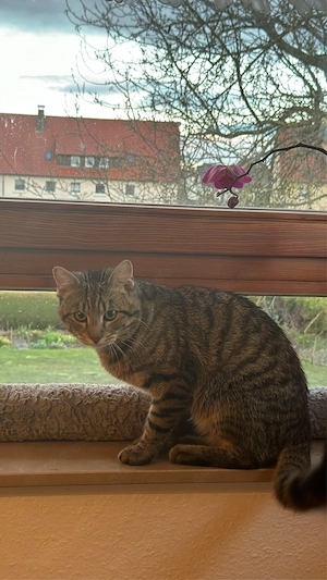 Liebevoller Kater sucht ein neues Zuhause  Bild 2