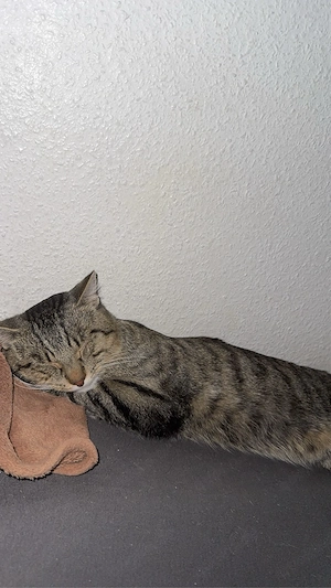 Liebevoller Kater sucht ein neues Zuhause  Bild 5