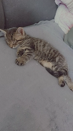 Liebevoller Kater sucht ein neues Zuhause  Bild 3