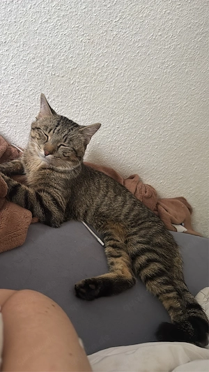 Liebevoller Kater sucht ein neues Zuhause  Bild 4