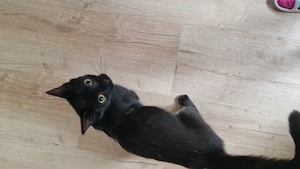 Katze zu verschenken
