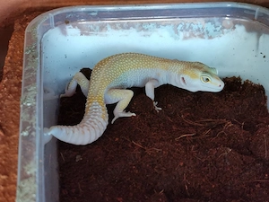 Leopardgecko Weibchen