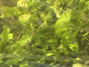 Mittelmeer Caulerpa für Meerwasser Aquarium 