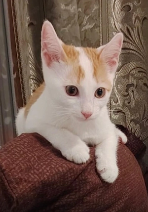 Kätzchen sucht neues Zuhause 
