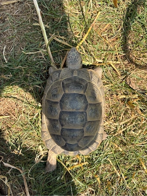 Maurische Landschildkröte - Nachzucht 2018