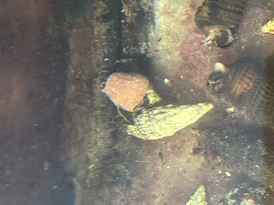10 Einsiedlerkrebse 2 cm für Meerwasser Aquarien