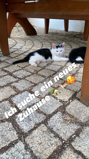Babykätzchen 