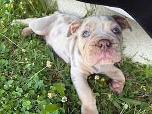 Wunderschöner Old English Bulldog Rüde in seltener Merle-Farbe sucht ein liebevolles Zuhause   