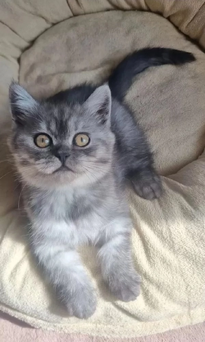 Süßes, Verschmustes, Reinrassiges Tabby BKH Mädchen 