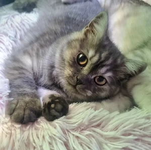 Verschmustes,  Reinrassiges Tabby BKH Kätzchen. 